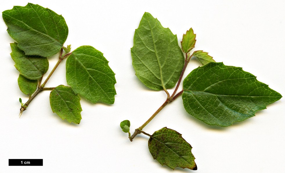 High resolution image: Family: Adoxaceae - Genus: Viburnum - Taxon: luzonicum